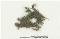 藏品(光萼蘚屬)的圖片